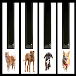 Dogs barking piano for PC Dogs barking piano for PC