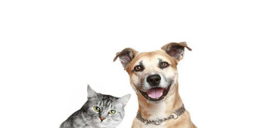 Dog Cat Animal Sounds PC screenshot Dog Cat Animal Sounds PC screenshot