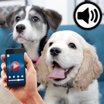 Human to dog translator++ for PC Human to dog translator++ for PC