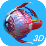 Anatomy Human Eye icon