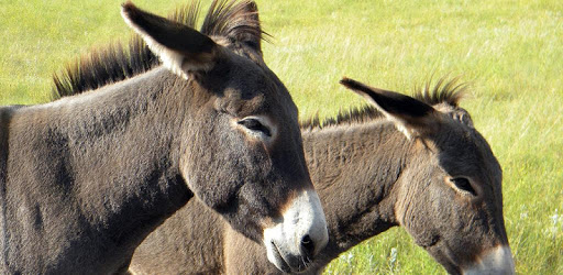 Donkey Wallpaper PC screenshot