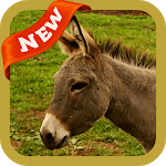 Donkey Wallpaper for PC