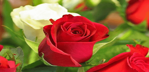 Flowers Pictures PC screenshot Flowers Pictures PC screenshot