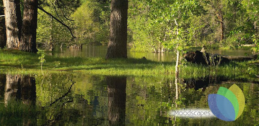 Still Pond for Google TV free PC screenshot