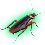 KillCockroach icon