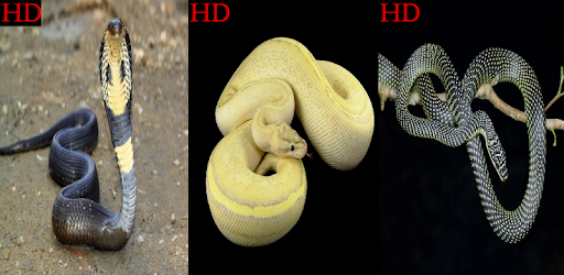 Snake Wallpapers HD PC screenshot Snake Wallpapers HD PC screenshot