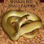 Snake Wallpapers HD for PC Snake Wallpapers HD for PC