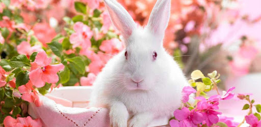 Bunnies live wallpaper PC screenshot