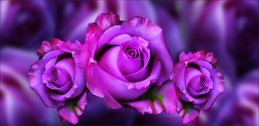 Purple Roses live wallpaper PC screenshot Purple Roses live wallpaper PC screenshot