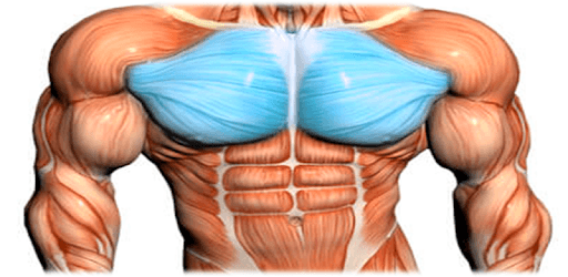 Chest Workout™ PC screenshot