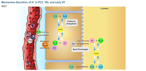 Physiology Learning Pro PC screenshot