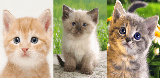 Cool Cat Wallpaper PC screenshot Cool Cat Wallpaper PC screenshot