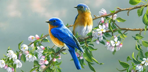 70 Bird Sounds and Ringtones PC screenshot 70 Bird Sounds and Ringtones PC screenshot
