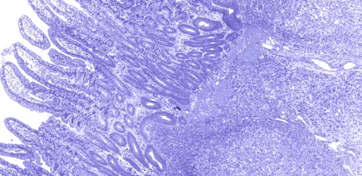 AnatLab Histology PC screenshot