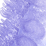 AnatLab Histology for PC