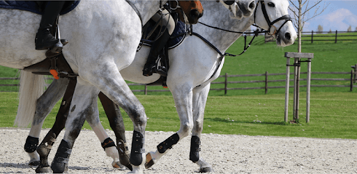 Equisense - Horse riding improvement PC screenshot Equisense - Horse riding improvement PC screenshot