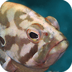 Hong Kong Fish icon