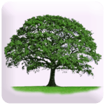 Know Yourself Personality Test icon