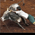 Jallikattu Traditional Sport for PC Jallikattu Traditional Sport for PC