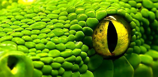 Snake WiFi PC screenshot