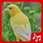 Canary Sounds, Chants and tones free for PC Canary Sounds, Chants and tones free for PC