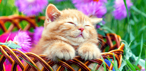 Cat Live Wallpapers PC screenshot Cat Live Wallpapers PC screenshot