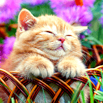 Cat Live Wallpapers icon