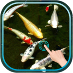 Magic Touch Koi Fish for PC Magic Touch Koi Fish for PC