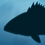 Fish Rules icon