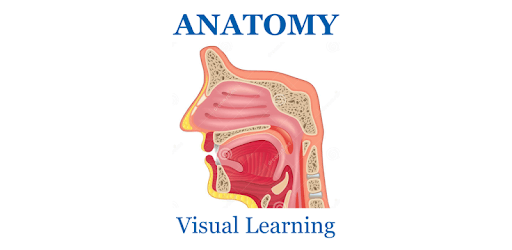 Anatomy Muscles System Flashcard 2018 PC screenshot