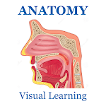 Anatomy Muscles System Flashcard 2018 for PC
