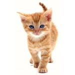 X Domesticated Animals German for PC X Domesticated Animals German for PC