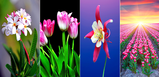 HD Flowers Wallpapers PC screenshot HD Flowers Wallpapers PC screenshot