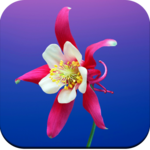 HD Flowers Wallpapers icon