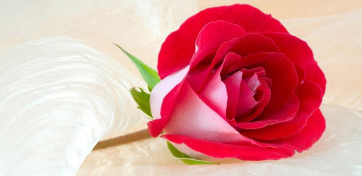 Flower Wallpapers PC screenshot Flower Wallpapers PC screenshot