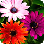 Flower Wallpapers icon