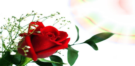 Beautiful flowers and roses pictures Gif PC screenshot