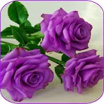 Beautiful flowers and roses pictures Gif for PC