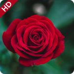 Flowers Images icon
