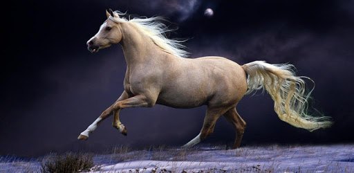 Horse Lock Screen PC screenshot