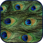 HD Peacock Feather Wallpaper icon