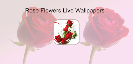 HD Rose Flowers Live Wallpaper PC screenshot