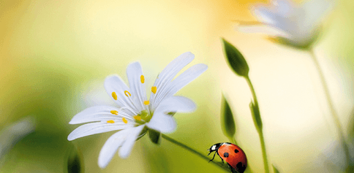 Photo Focus Effect PC screenshot Photo Focus Effect PC screenshot