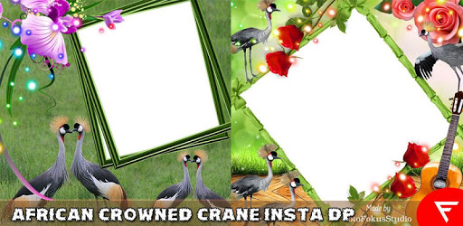 African Crowned Crane Insta DP PC screenshot African Crowned Crane Insta DP PC screenshot