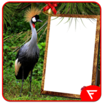 African Crowned Crane Insta DP for PC African Crowned Crane Insta DP for PC