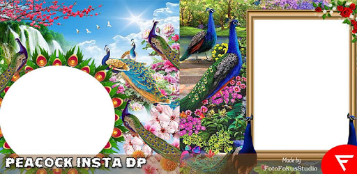Peacock Insta DP PC screenshot Peacock Insta DP PC screenshot