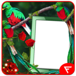 Quetzal Insta DP icon