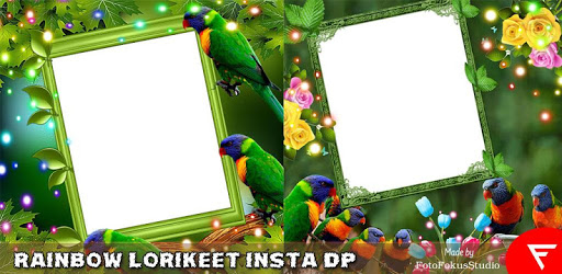 Rainbow Lorikeet Insta DP PC screenshot