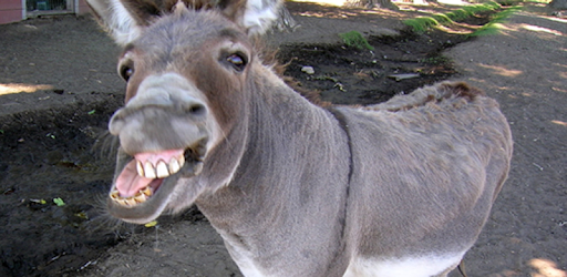 Donkey PC screenshot Donkey PC screenshot