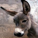 Donkey for PC Donkey for PC